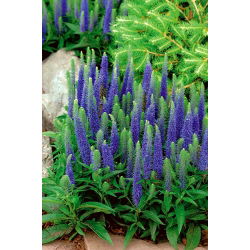 Veronica, Speedwell Blue