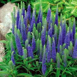 Veronica, Speedwell Blue