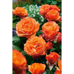 Strauchrose - Orangentopfsämling - 
