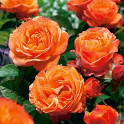 Strauchrose - Orangentopfsämling - 