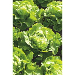 Zelena salata "Lento" - sjemenska traka - Lactuca sativa L. var. Capitata - sjemenke