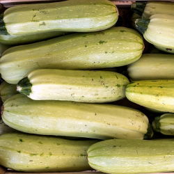 Кістковий мозок "Ванда"; cucurbit - Cucurbita pepo  - насіння