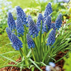 Iaghin de struguri Artist - 10 buc. - Muscari