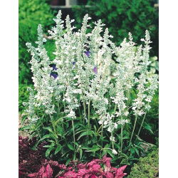 Salvia farinacea - White Bedder - zaden