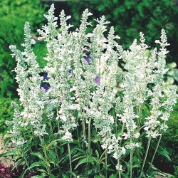 Salvia farinacea - White Bedder - zaden
