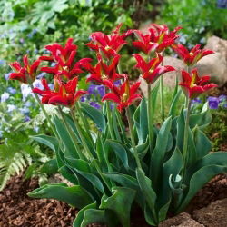 Tulipa Eye Catcher - Tulip Eye Catcher - 5 bulbi