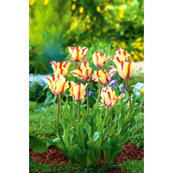 Tulipa Paraming Parrot - توليب Flaming Parrot - 5 لمبات - Tulipa Flaming Parrot