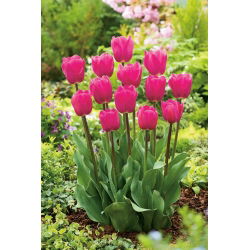 Tulipa Rose - Tulip Rose - 5 soğan