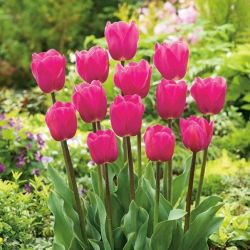 Tulipa Rose - Tulip Rose - 5 soğan
