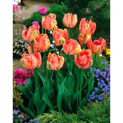 Tulipa losos Parrot - Tulip losos Parrot - 5 lukovica - Tulipa Salmon Parrot
