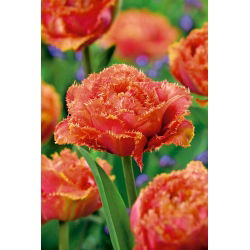 Sentuhan Sensual Tulipa - Sentuhan Sensual Tulip - 5 lampu - Tulipa Sensual Touch