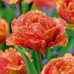 Sentuhan Sensual Tulipa - Sentuhan Sensual Tulip - 5 lampu - Tulipa Sensual Touch