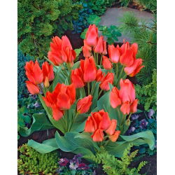 Tulpės Toronto - pakuotėje yra 5 vnt - Tulipa Toronto