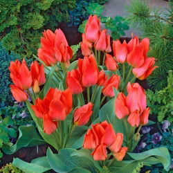 Tulpės Toronto - pakuotėje yra 5 vnt - Tulipa Toronto