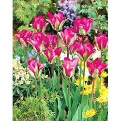 Tulipa Violet Bird - Tulip Violet Bird - 5 bulbi