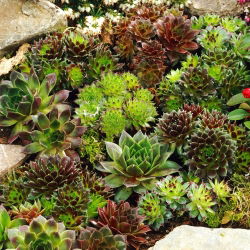 Houseleeks - a selection of varieties - Sempervivum sp. - Hardy and Drought-Resistant Perennial - Fresh Seeds