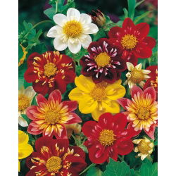 Hạt giống Dahlia Collarette Dandy Mix - Dahlia variabilis - 60 hạt