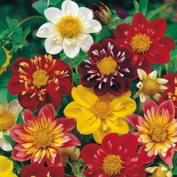 Hạt giống Dahlia Collarette Dandy Mix - Dahlia variabilis - 60 hạt