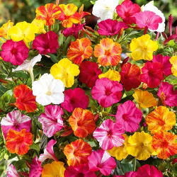 Vidunderblomst - Mirabilis jalapa - Rig duft, perfekt til sommeraftener - Friske frø