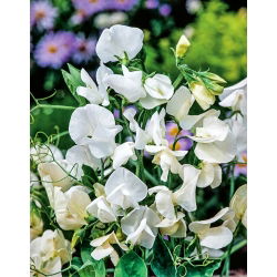 Guisante de Olor - blanco - Lathyrus odoratus - Elegantes flores fragantes de junio a septiembre - Semillas frescas