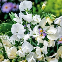 Guisante de Olor - blanco - Lathyrus odoratus - Elegantes flores fragantes de junio a septiembre - Semillas frescas