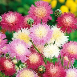 Hạt giống hỗn hợp ngọt ngào - Centaurea royalialis - 200 hạt giống - Centaurea imperialis