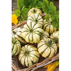 Pompoen - Sweet Dumpling - 23 zaden - Cucurbita pepo
