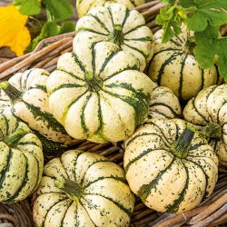 Pompoen - Sweet Dumpling - 23 zaden - Cucurbita pepo