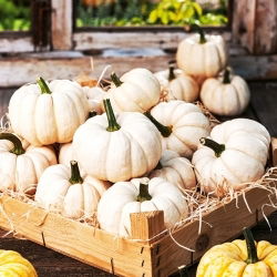 Hạt bí ngô Boo Boo - Cucurbita Pepo - 33 hạt