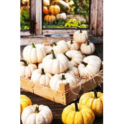 Hạt bí ngô Boo Boo - Cucurbita Pepo - 33 hạt