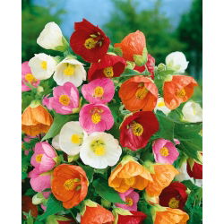Biji Maple berbunga - Abutilon hybridum - 78 biji - Abutilon x hybridum - benih