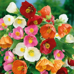 Biji Maple berbunga - Abutilon hybridum - 78 biji - Abutilon x hybridum - benih