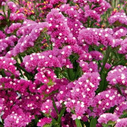 Statice sinuata - Carminio - Limonium sinuatum - Fiori rosa vibranti, eleganza estiva - Semi Freschi