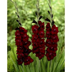Gladiolus Black Surprise - 5 bebawang