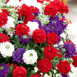 Hibridinė svyranti verbena - (Verbena hybrida pendula) - Krentantys violetiniai žiedai kabančioms kompozicijoms - Šviežios sėklos