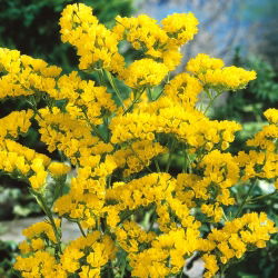 Statice sinuata - Giallo - Limonium sinuatum - Fioriture gialle ideali per essiccazione - Semi Freschi