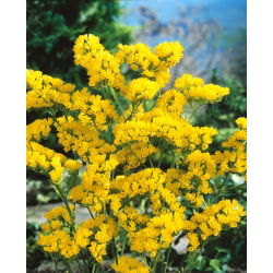 Statice sinuata - Giallo - Limonium sinuatum - Fioriture gialle ideali per essiccazione - Semi Freschi