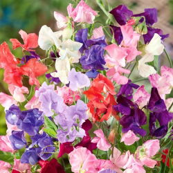 Guisante de Olor - variada - Lathyrus odoratus - Vides de rápido crecimiento, hasta 120 cm de altura - Semillas frescas