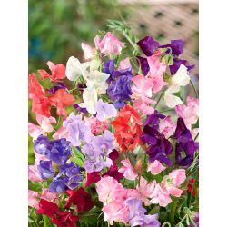 Guisante de Olor - variada - Lathyrus odoratus - Vides de rápido crecimiento, hasta 120 cm de altura - Semillas frescas