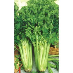 Biji Saderi Nugget - Apium graveolens - 360 biji - benih