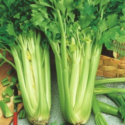 Biji Saderi Nugget - Apium graveolens - 360 biji - benih