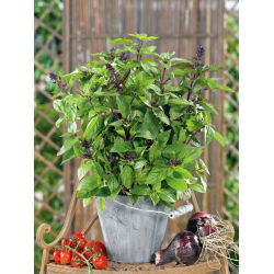 Hạt húng quế - Ocimum basilicum - 325 hạt