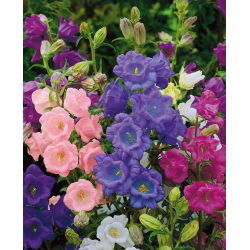 Canterbury Bells - Calycanthema - Mixed - Campanula medium - Graceful Stems, Ideal for Bouquets - Fresh Seeds