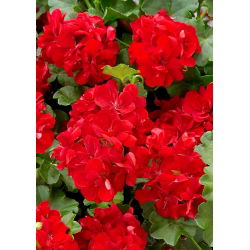 Geranie - Rote - Pelargonium x hortorum - Langanhaltend, perfekt für Körbe - Samen