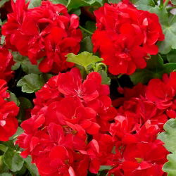 Geranie - Rote - Pelargonium x hortorum - Langanhaltend, perfekt für Körbe - Samen