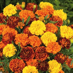 Marigold Perancis - seleksi varietas - 350 biji - Tagetes patula L.