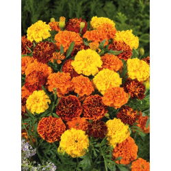 Marigold Perancis - seleksi varietas - 350 biji - Tagetes patula L.