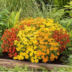 الخليط القطيفة - مزيج البذور - 600 البذور - Tagetes tenuifolia - ابذرة