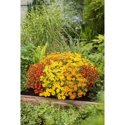 الخليط القطيفة - مزيج البذور - 600 البذور - Tagetes tenuifolia - ابذرة