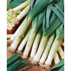 Porrulauk - Albos - 320 seemned - Allium ampeloprasum L.